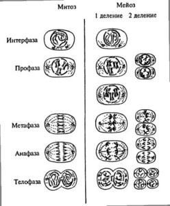 Мейоз в картинках по фазам с пояснениями