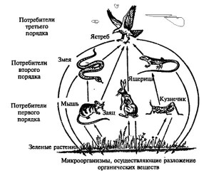 Цепь питания 7 класс биология схема