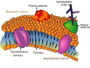 Строение клеточной мембраны рисунок с подписями