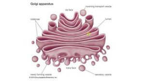 Golgi Apparatus: Definition; Structure; Function