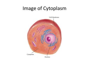 Cell Cytoplasm: Definition; Structure and Functions