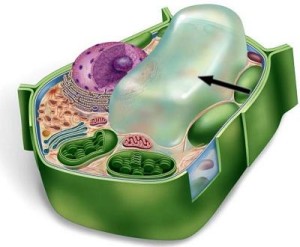 Vacuole: Definition; Structure; Function and Role in the Cell