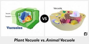 Vacuole: Definition; Structure; Function and Role in the Cell