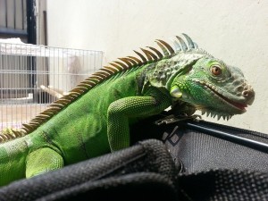 Iguana: Lifestyle, Habitat and Interesting Facts