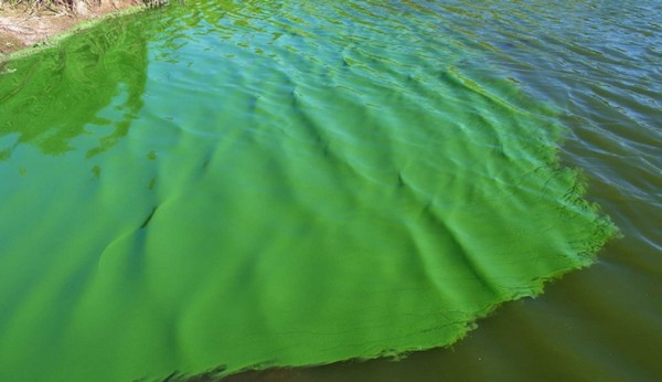 синьо-зелені водорості